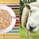 Illustration for article titled Is there sheep’s wool in your breakfast cereal?